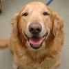 Celebrate Shelter Pets on Facebook and Twitter!